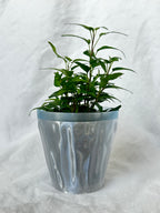 Stream Planter