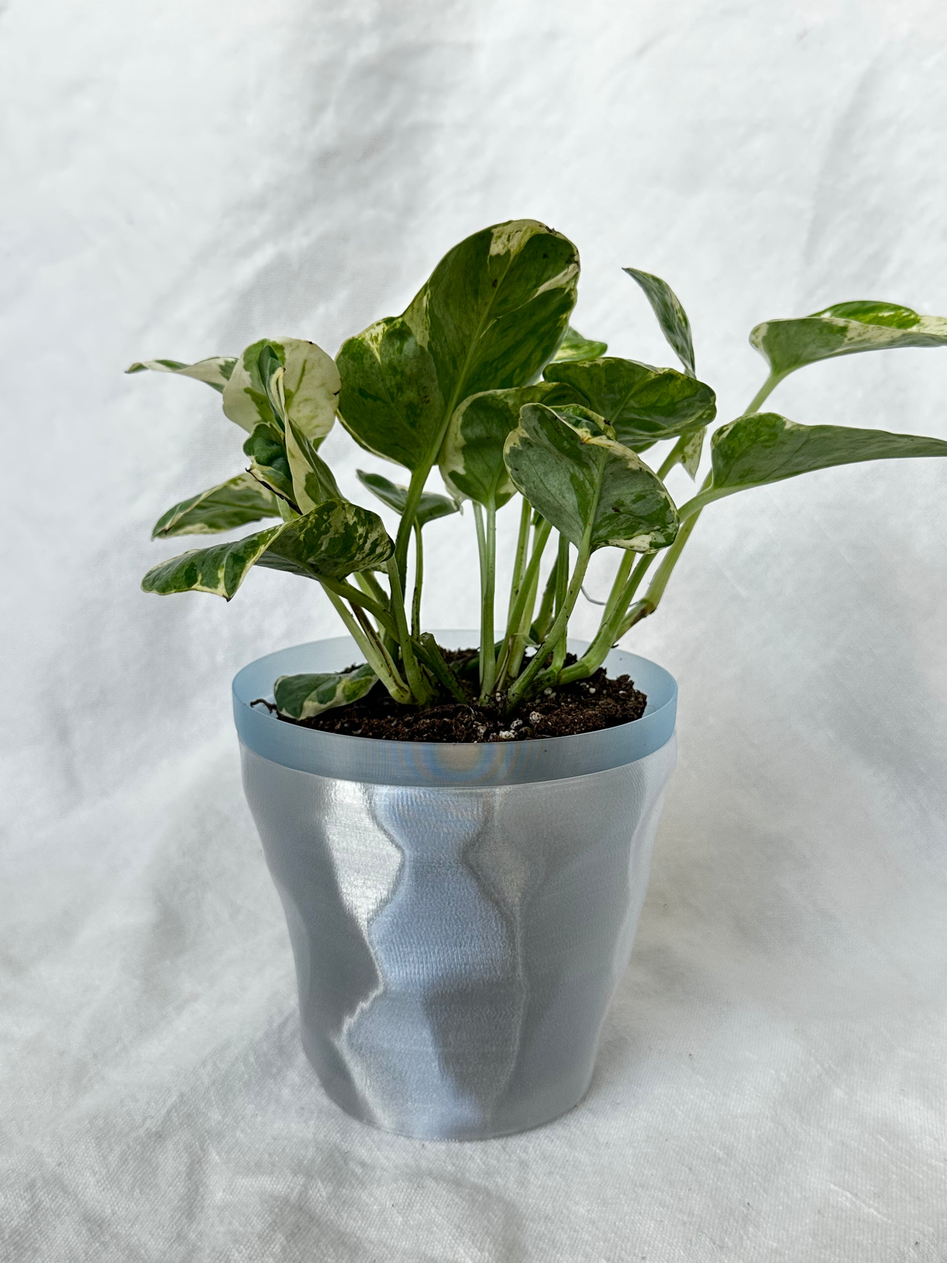 Ridge Planter