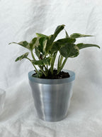 Ripple Planter