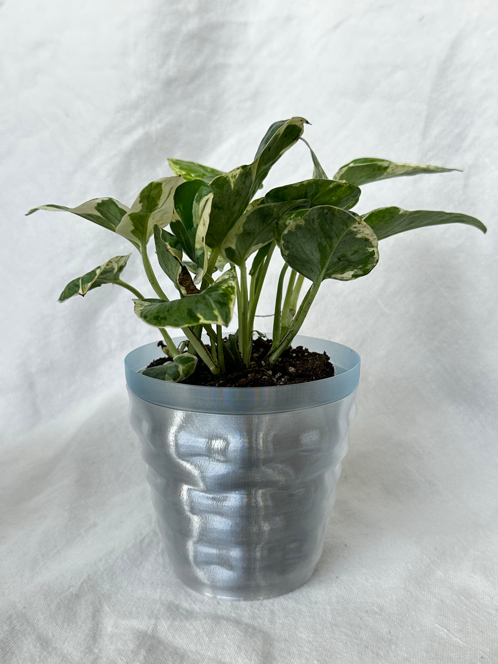 Tide Planter