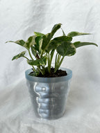Tide Planter